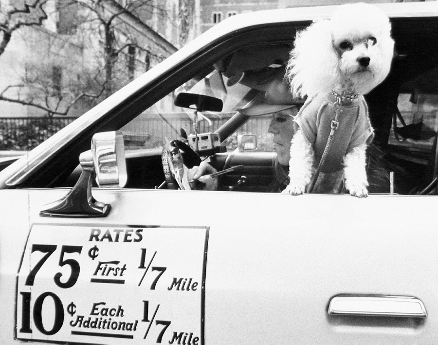 Taxicab driver with dog hanging out of window.