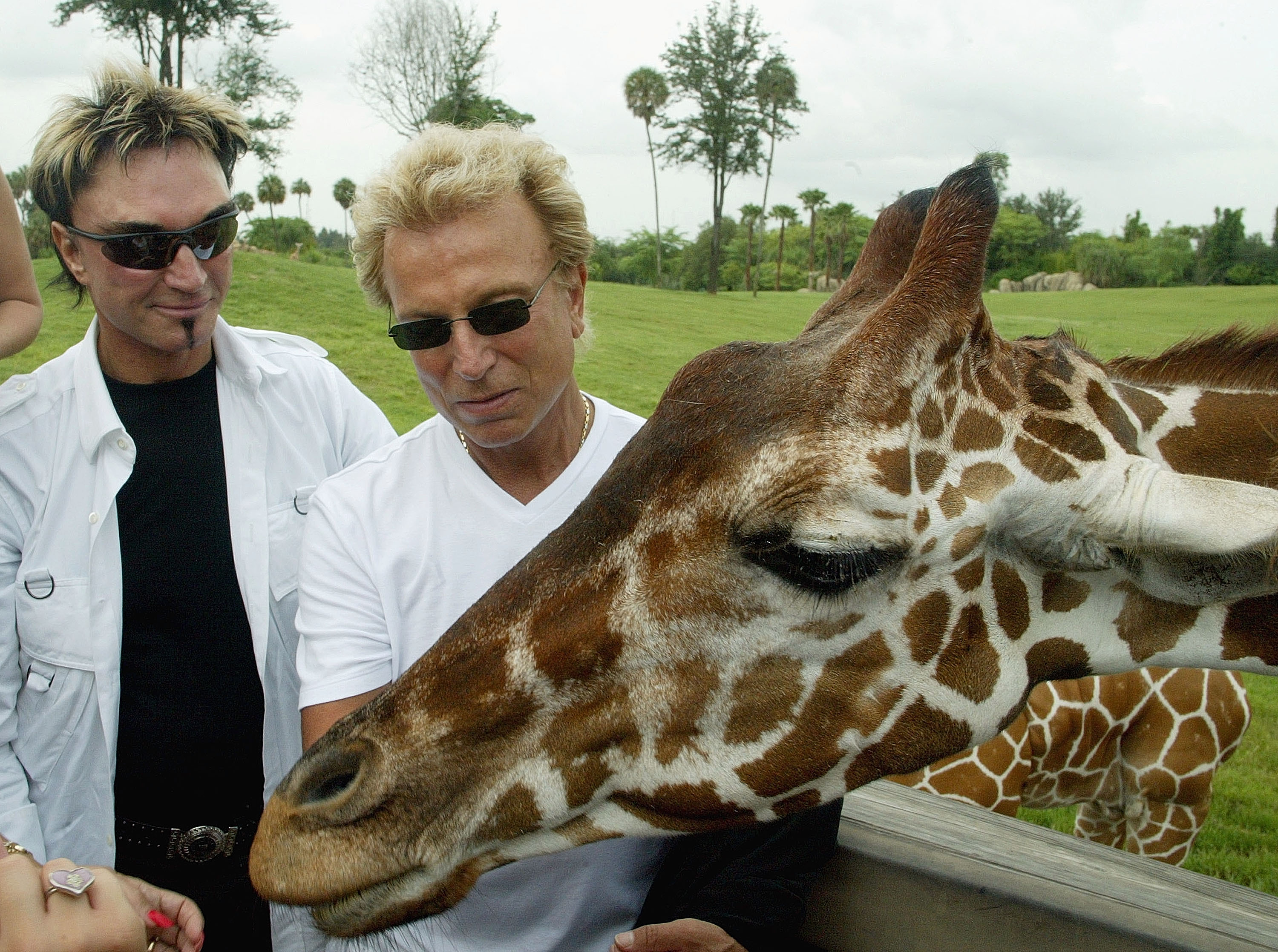 Siegfried Fischbacher, right, and Roy Horn, world-renowned Las Vegas magicians known as Siegfried and Roy , look at a reticulated giraffe on the Serengeti Safari at Busch Gardens Tampa Bay July 23, 2003 in Tampa, Florida. The performers were taking a break from their Las Vegas show to see their protege, Darren Romeo, The Voice of Magic, perform at the adventure park.